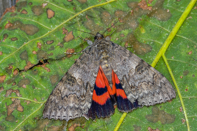 Catocala nupta - piros övesbagoly