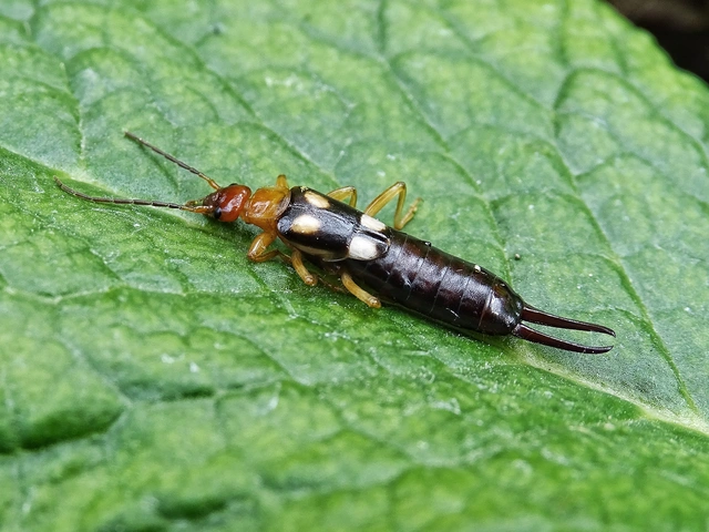 Forficula smyrnensis - szmirnai fülbemászó