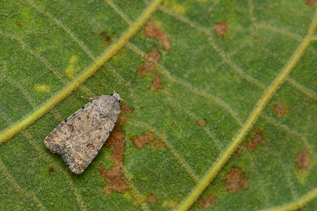 Paradrina clavipalpis - közönséges selymesbagoly