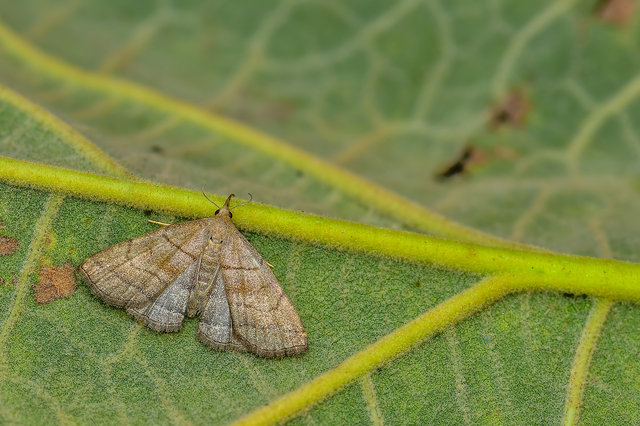 Herminia tarsicrinalis - szőröslábú karcsúbagoly