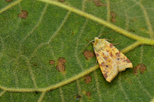Cirrhia icteritia - nyárfa-sárgabagoly