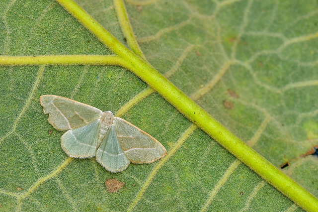 Hylaea fasciaria - erdeifenyő-sávosaraszoló