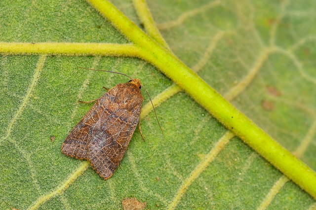 Anchoscelis nitida - rozsdabarna őszibagoly