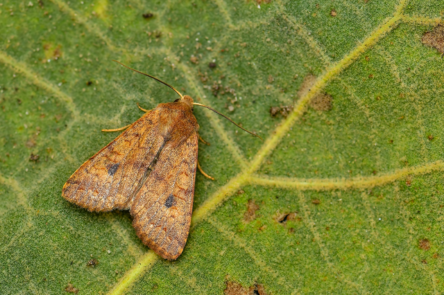 Sunira circellaris - okkersárga őszibagoly