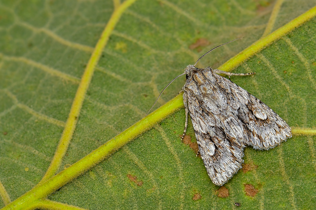 Meganephria bimaculosa - kétfoltos szilbagoly