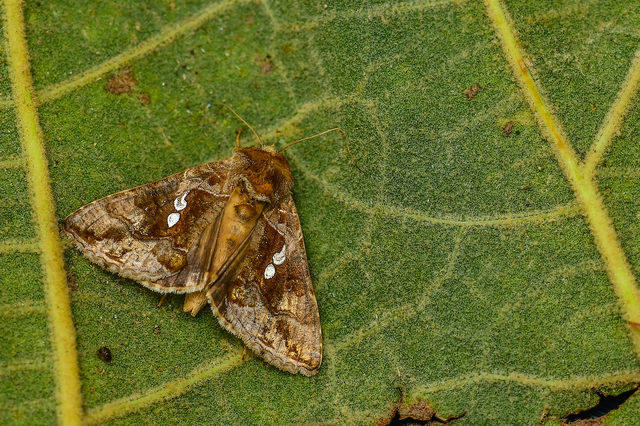 Chrysodeixis chalcites - déli aranybagoly