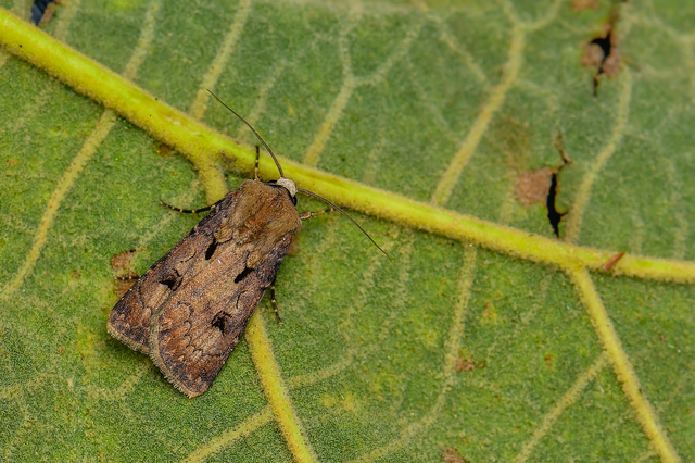 Agrotis exclamationis - felkiáltójeles földibagoly