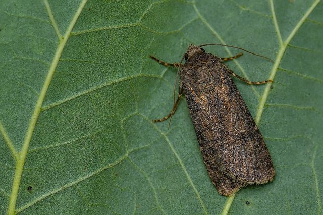 Agrotis segetum - vetési földibagoly