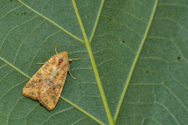 Cirrhia gilvago - foltos sárgabagoly