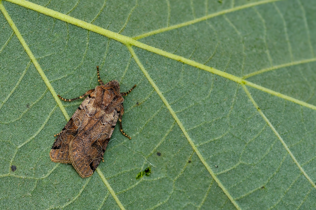 Anchoscelis litura - tarka őszibagoly