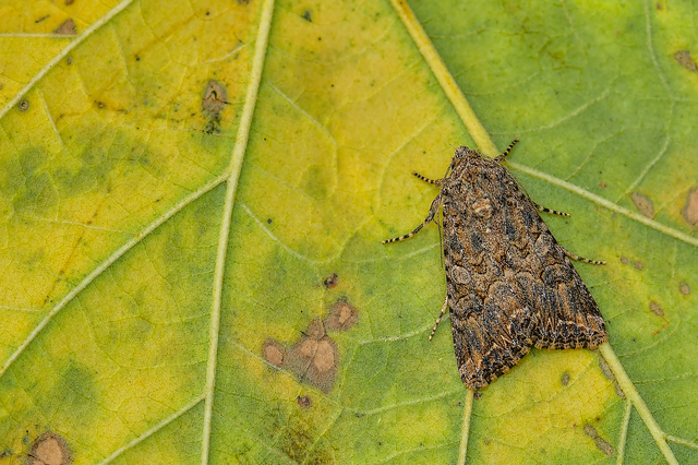 Hadula trifolii - lóherebagoly