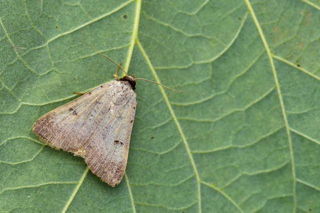 Lygephila craccae - gyakori csüdfűbagoly