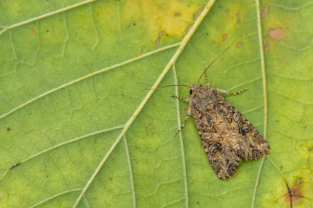 Hadula trifolii - lóherebagoly