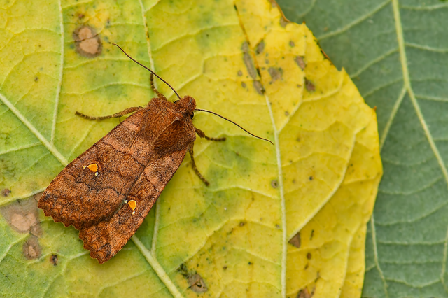 Eupsilia transversa - holdacskás télibagoly