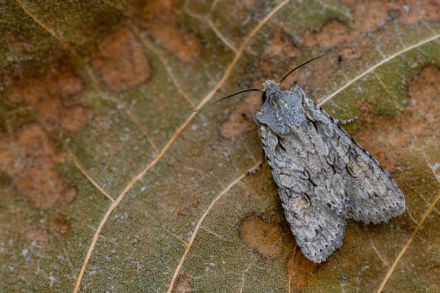Lithophane ornitopus - közönséges fabagoly