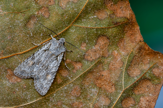 Lithophane ornitopus - közönséges fabagoly