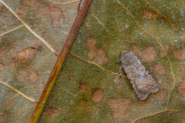 Paradrina clavipalpis - közönséges selymesbagoly