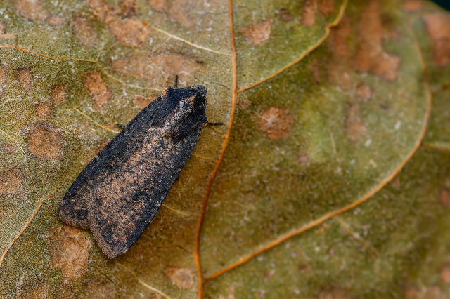 Peridroma saucia - vándor földibagoly