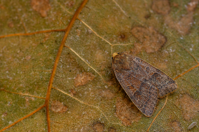 Anchoscelis nitida - rozsdabarna őszibagoly