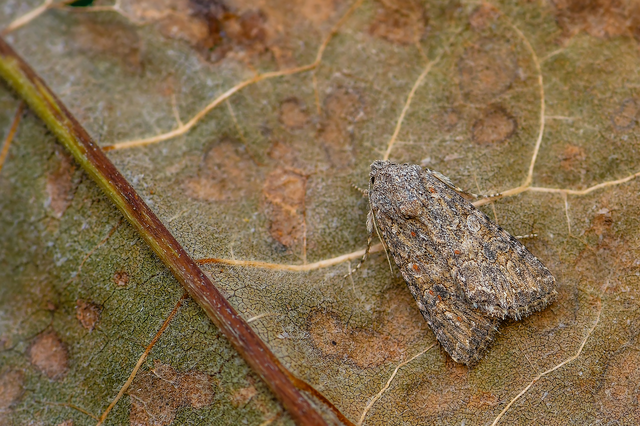 Hadula trifolii - lóherebagoly