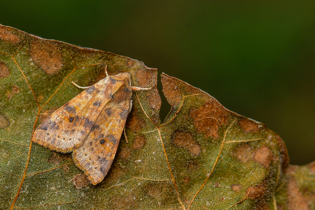 Cirrhia ocellaris - fakó sárgabagoly