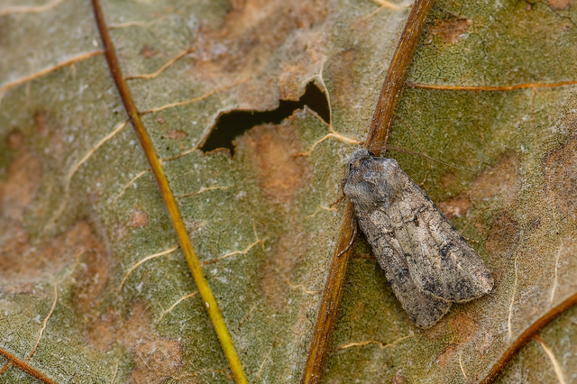Agrotis segetum - vetési földibagoly