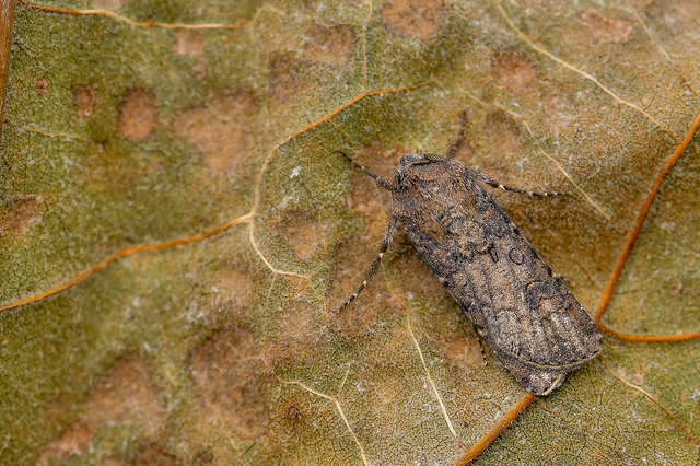 Agrotis segetum - vetési földibagoly