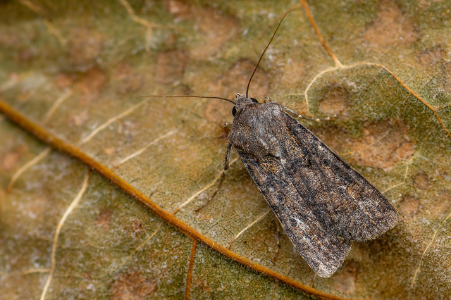 Agrotis segetum - vetési földibagoly
