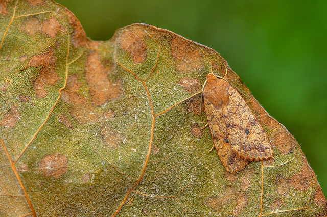 Sunira circellaris - okkersárga őszibagoly