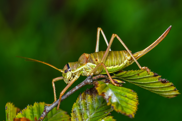 Ephippiger ephippiger - nyergesszöcske