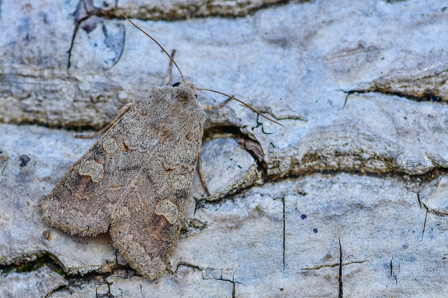 Ammoconia caecimacula - szürke őszibagoly
