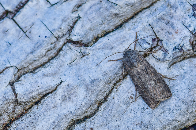 Agrotis segetum - vetési földibagoly
