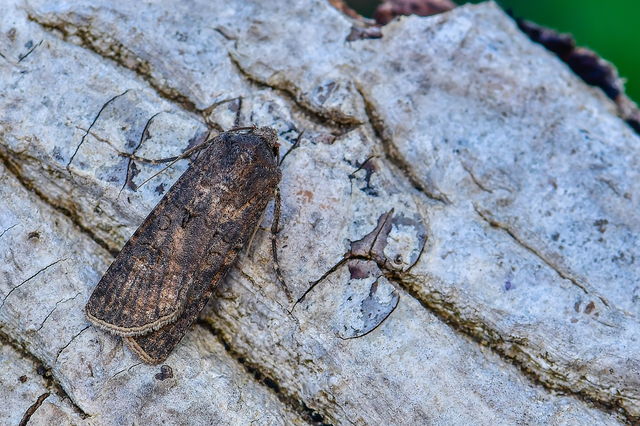 Agrotis segetum - vetési földibagoly