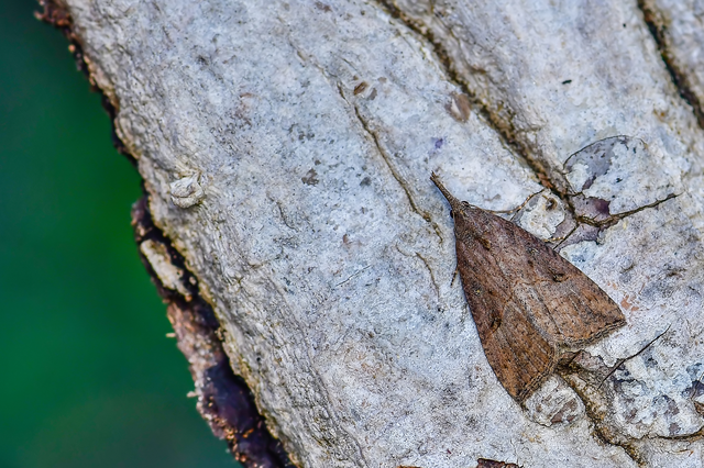Hypena rostralis - közönséges karcsúbagoly