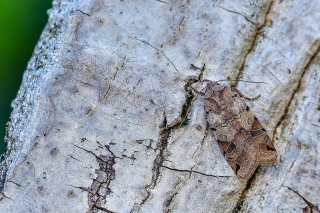 Anchoscelis litura - tarka őszibagoly