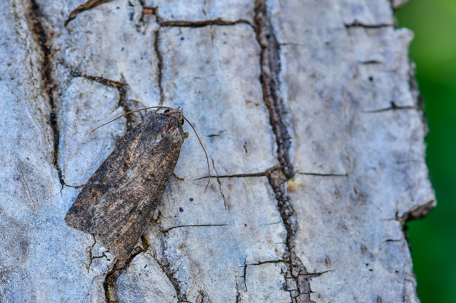 Agrotis segetum - vetési földibagoly