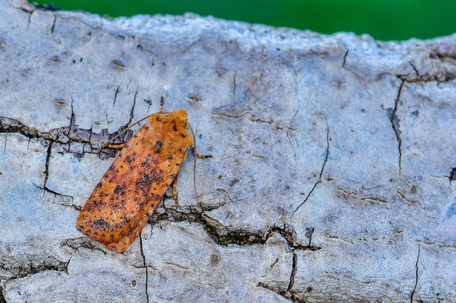 Conistra rubiginea - vörös őszibagoly