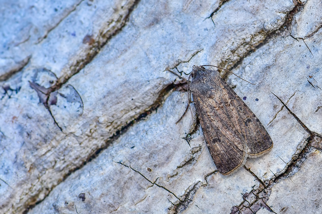 Agrotis segetum - vetési földibagoly