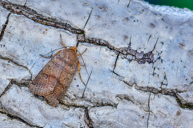 Anchoscelis nitida - rozsdabarna őszibagoly