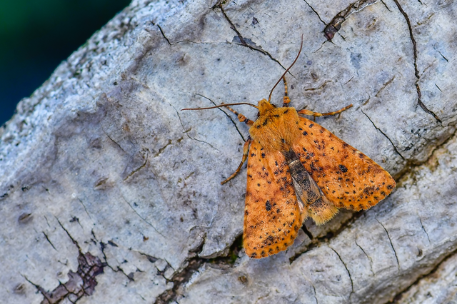 Conistra rubiginea - vörös őszibagoly