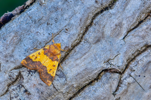 Tiliacea aurago - aranyló sárgabagoly