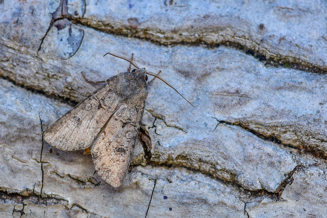 Agrotis segetum - vetési földibagoly