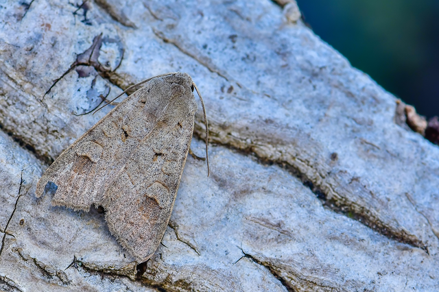Ammoconia caecimacula - szürke őszibagoly