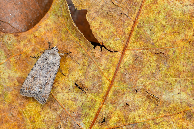 Paradrina clavipalpis - közönséges selymesbagoly