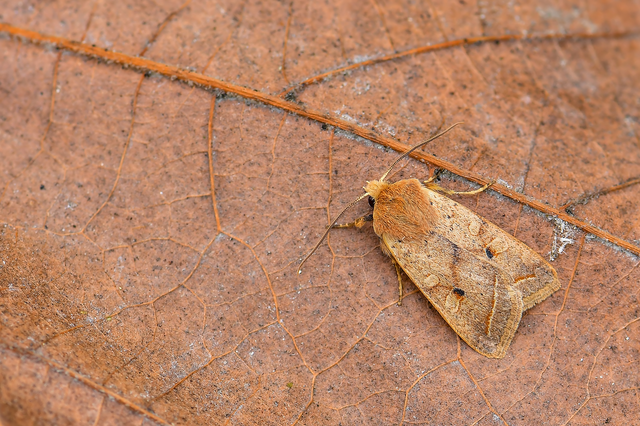 Leptologia macilenta - gyertyán-őszibagoly