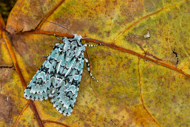 Griposia aprilina - őszi zöldbagoly
