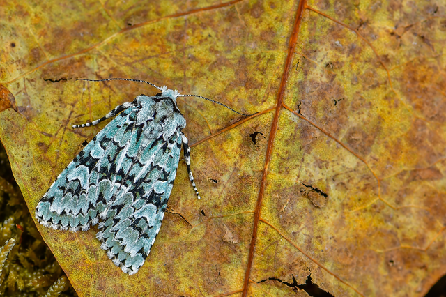 Griposia aprilina - őszi zöldbagoly