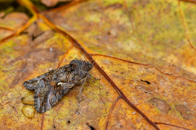 Autographa gamma - gammalepke