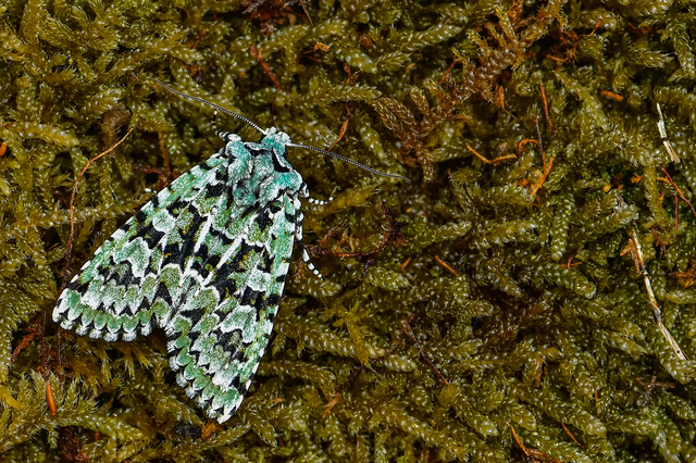Griposia aprilina - őszi zöldbagoly