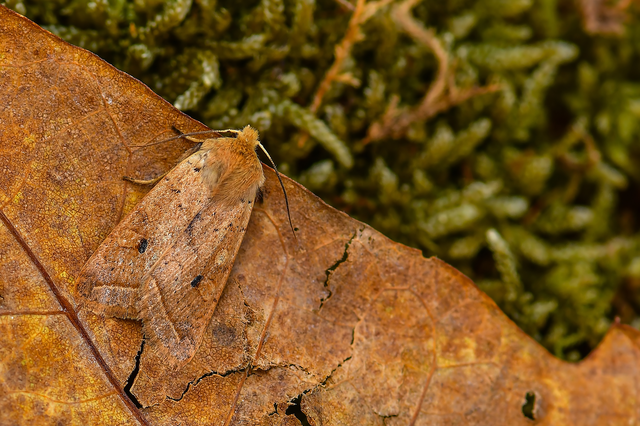 Leptologia macilenta - gyertyán-őszibagoly